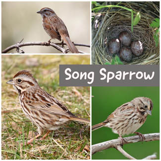 Song Sparrow